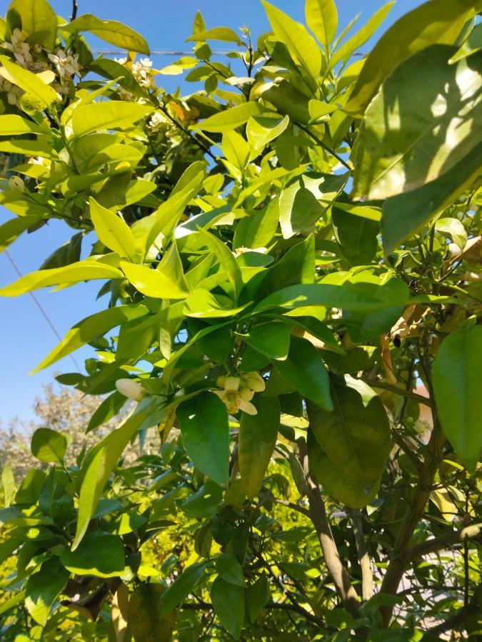 B&B La Casa Di Giuliana Cermignano 外观 照片